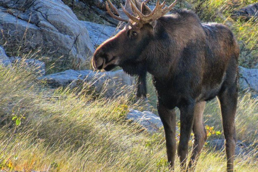 Moose