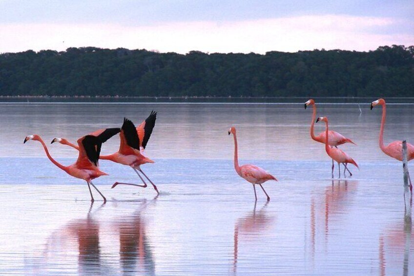 Private Tour: Celestun Biosphere Reserve by Yucatan Concierge