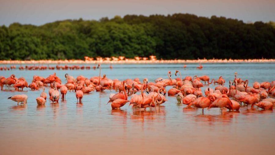flamingos