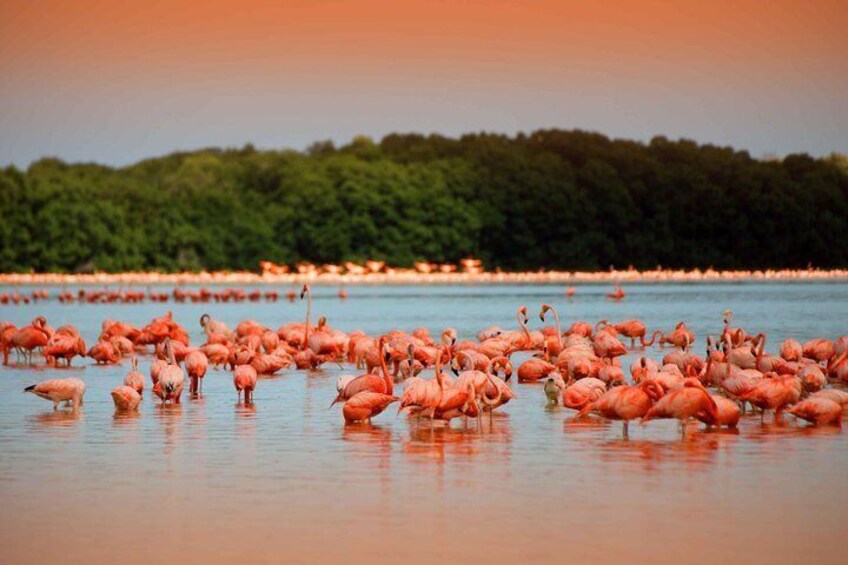 flamingos