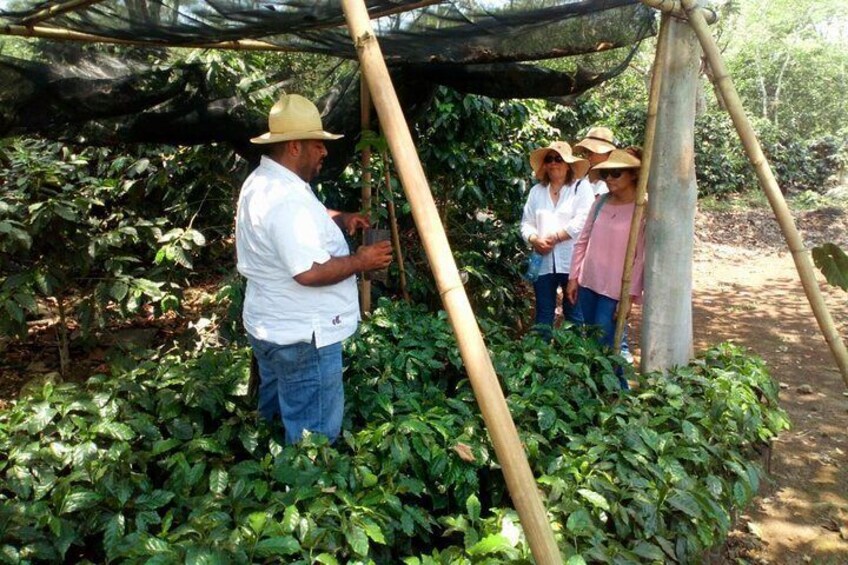 Enjoy the coffee route in Coatepec Magical Town