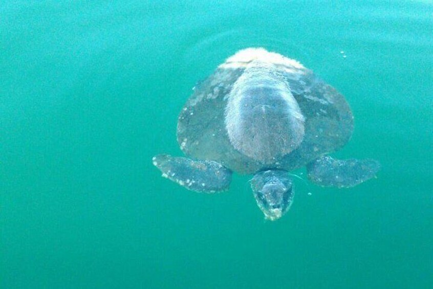 Beaches Dolphins And Viewpoints Discovering The Hidden Port By Sea And Land