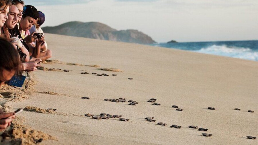 Preserving Baby Sea Turtles And Filling You With Energy In Bioluminescent Lights