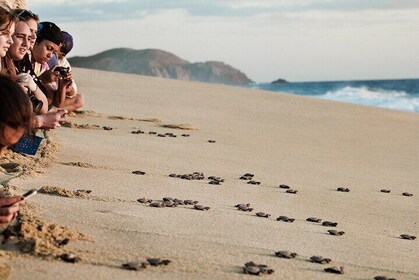 Preserving Baby Sea Turtles And Filling You With Energy In Bioluminescent L...