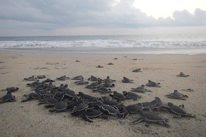 Preserving Baby Sea Turtles And Filling You With Energy In Bioluminescent L...