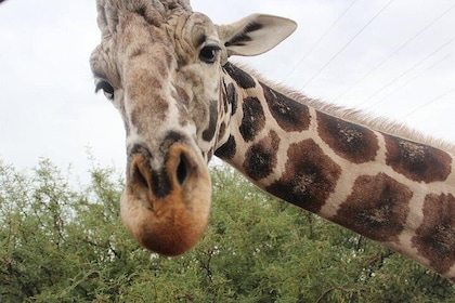 Entrébiljett till Out of Africa Wildlife Park