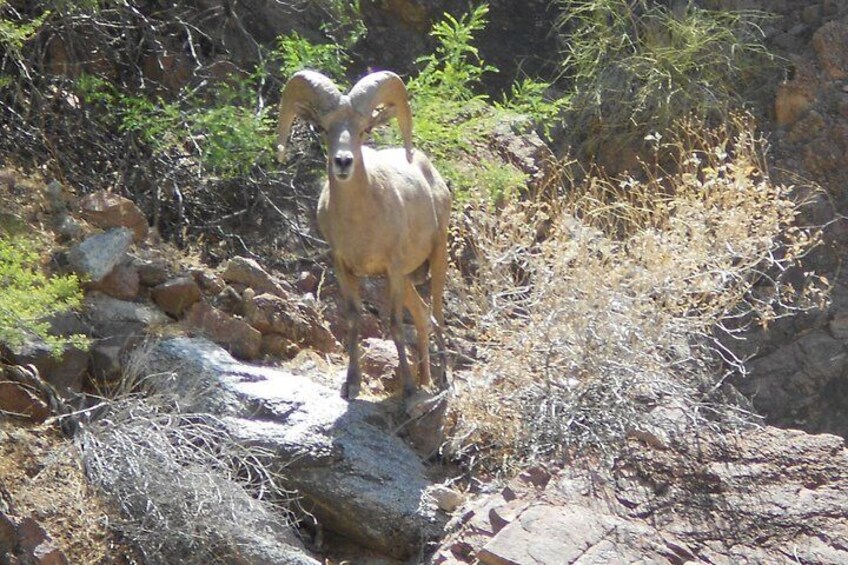 Big Horn Sheep in the Inner Gorge