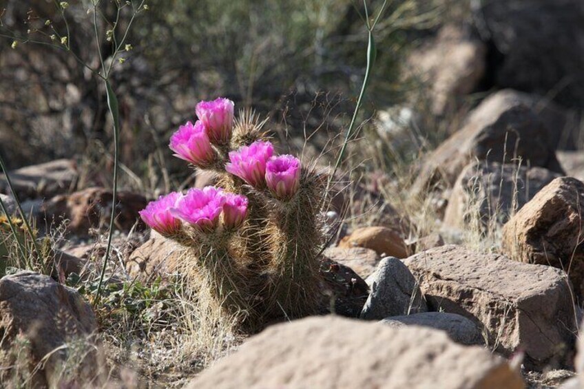 Full-Day Inner Canyon River Tour to the Bottom of Grand Canyon