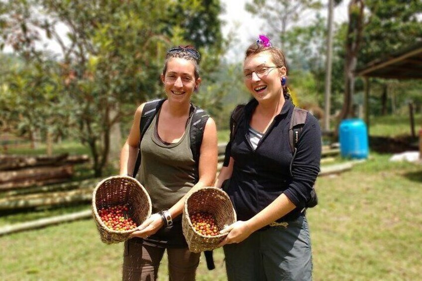 Immersive Coffee Farm Experience at Finca El Ocaso from Salento