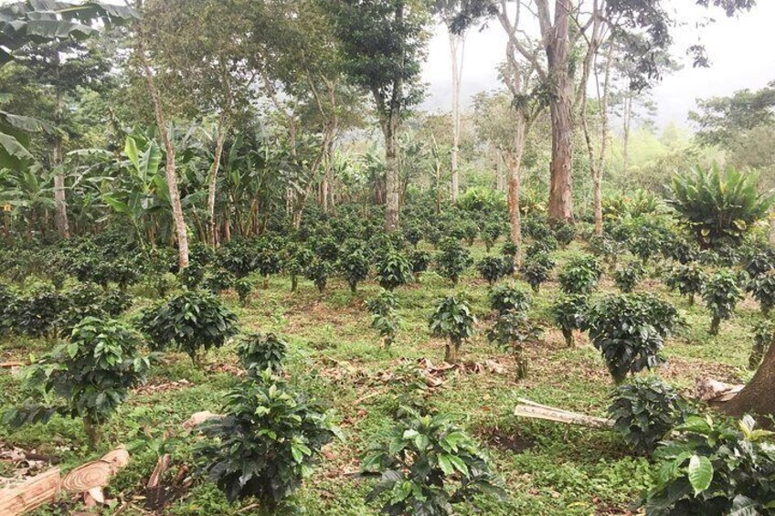 Full-Day Coffee Farm Experience at Finca El Ocaso from Salento