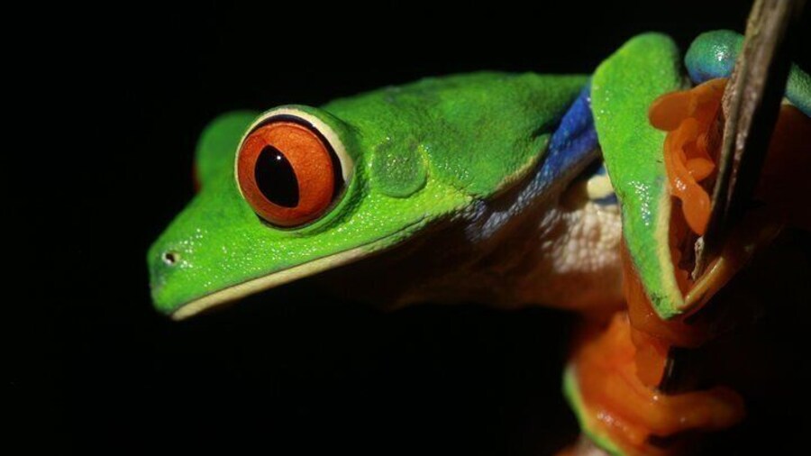 Red-eyed Leaf Frog