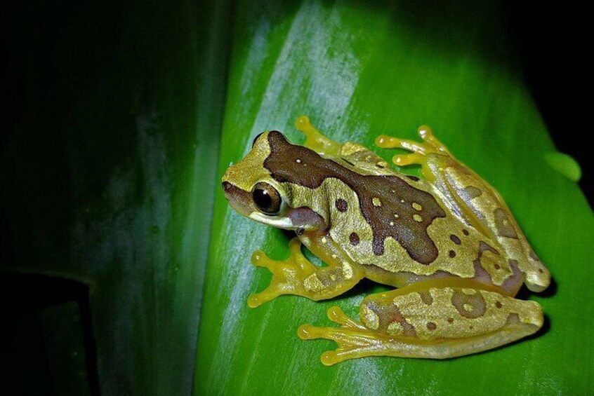 Hourglass Tree Frog