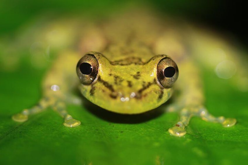 Olive Tree Frog