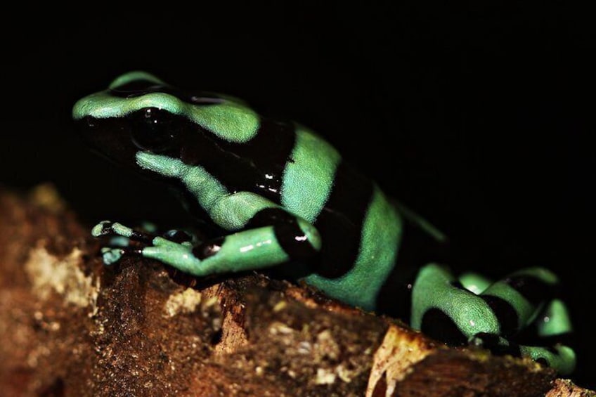 Green and Dark Poison-dart Frog