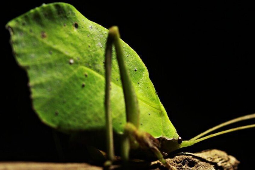 Leaf Katydid