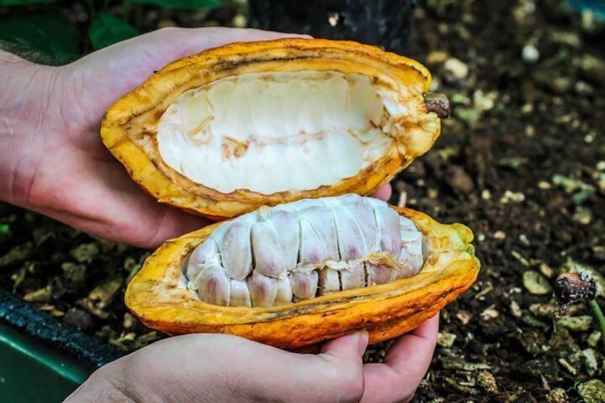 Cacao Fruit