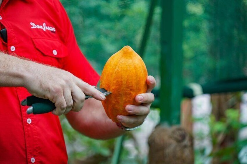 Cacao Fruit