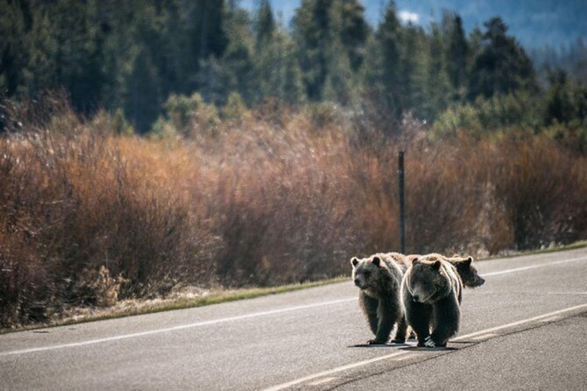 Show item 2 of 6. Scenic Sunrise Tour of Grand Teton National Park