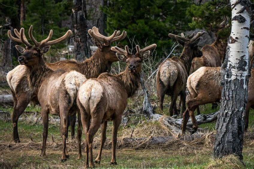 Show item 4 of 6. Scenic Sunrise Tour of Grand Teton National Park