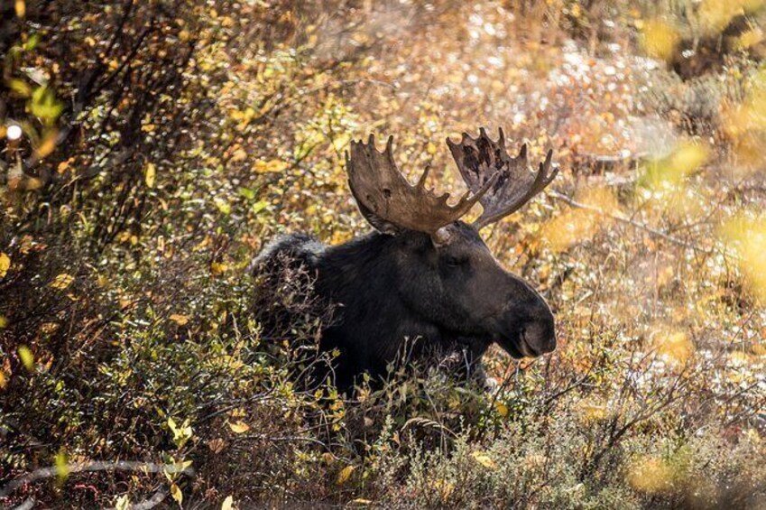 Show item 5 of 6. Scenic Sunrise Tour of Grand Teton National Park