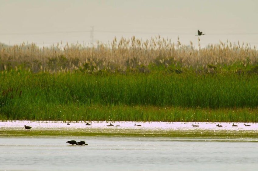 Great Salt Lake wetlands