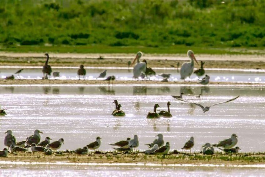 One of the largest migratory bird wetlands in the West
