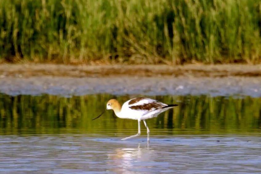 Avocet. Over 250 species of birds visit Great Salt Lake