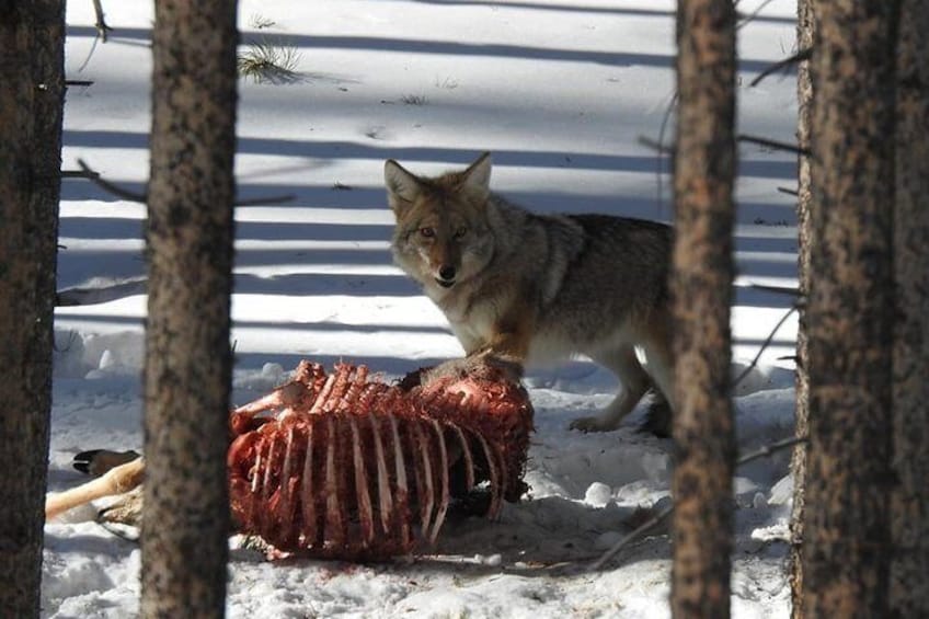 Coyote enjoying a meal