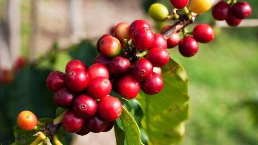 Medellin Coffee Tour