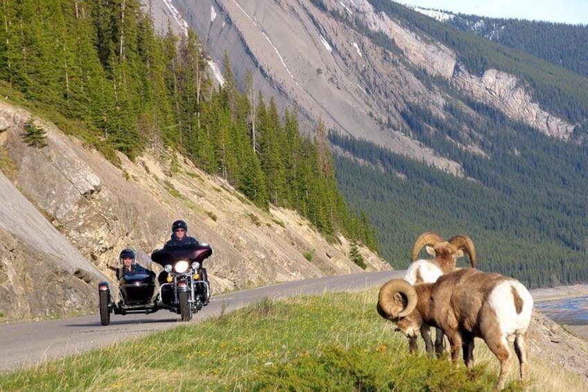 Jasper Sidecar Tour of Canadian Rockies