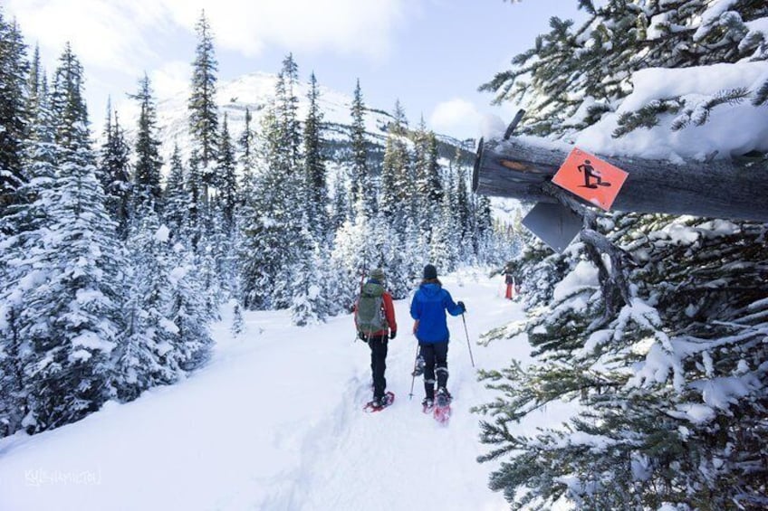 Snowy Kananaskis