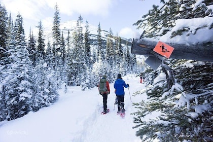 Snowshoeing in Kananaskis