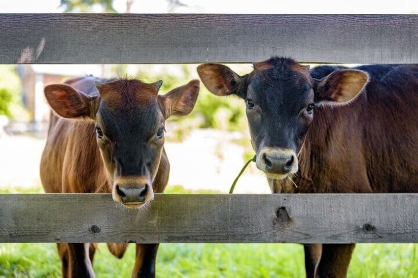 Animals