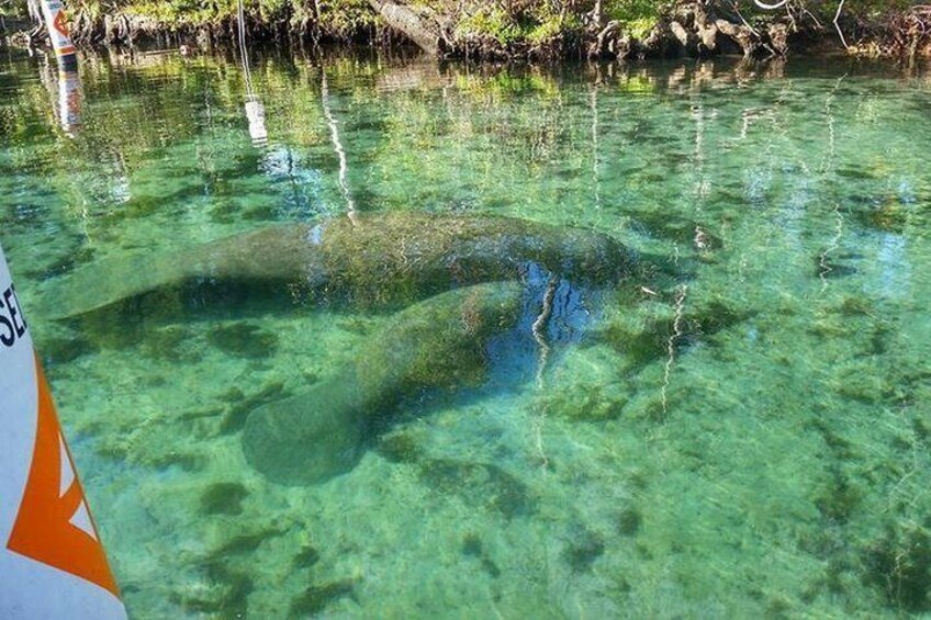 Private Swim with Manatee Adventure in Crystal River