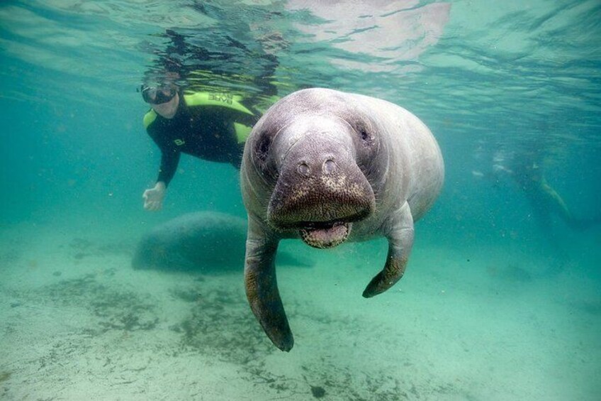 Private Manatee Swim for up to 6 with In-Water Divemaster/Photographer