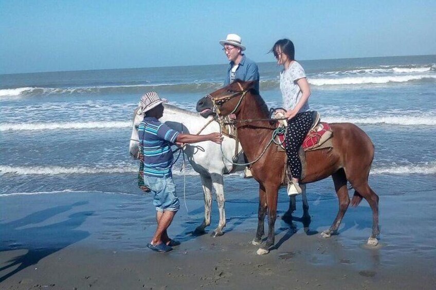 horse