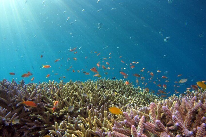 Miami: Key West Open Bar Snorkel Boat or other options