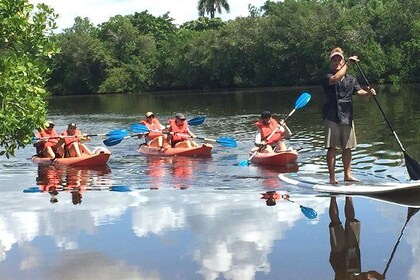 Naples FL, Kayak Mangrove Forest Tour