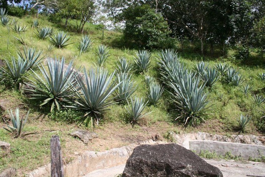 Amazing Vallarta
