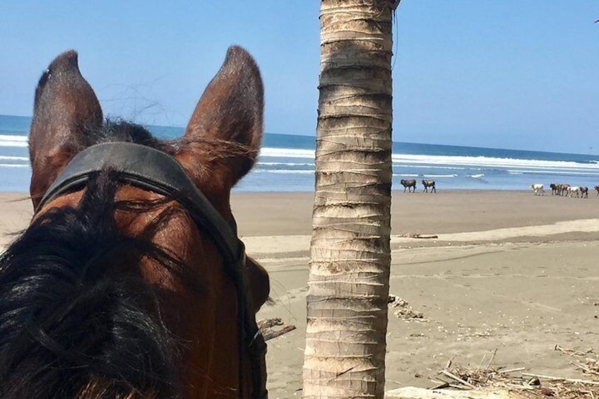 Quality Horseback Riding on the Beach (CR Beach Barn).