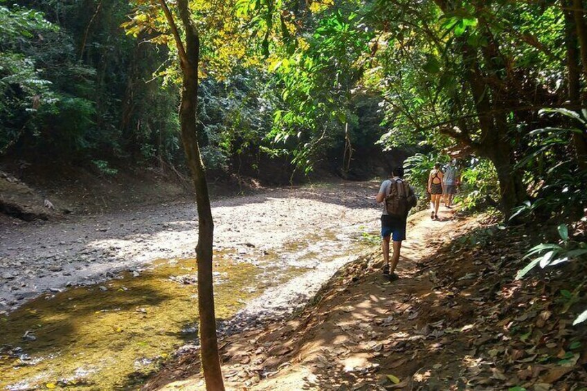 Chagres Rainforest