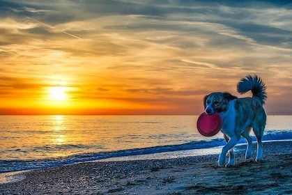 Sunset privat bådtur i Napoli FL med afsondret ø-stop med din hund