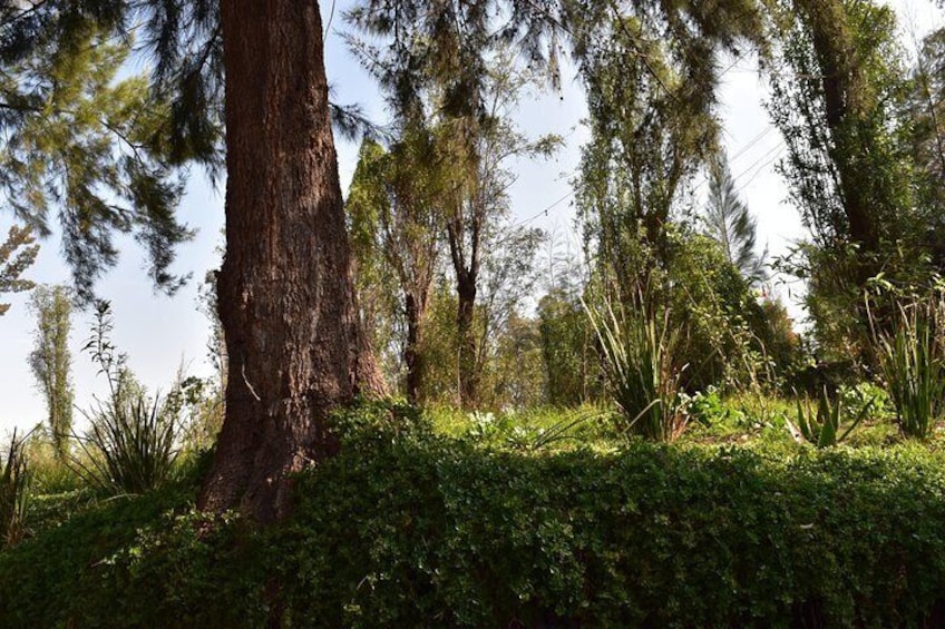 Xochimilco & Coyoacán Private Tour