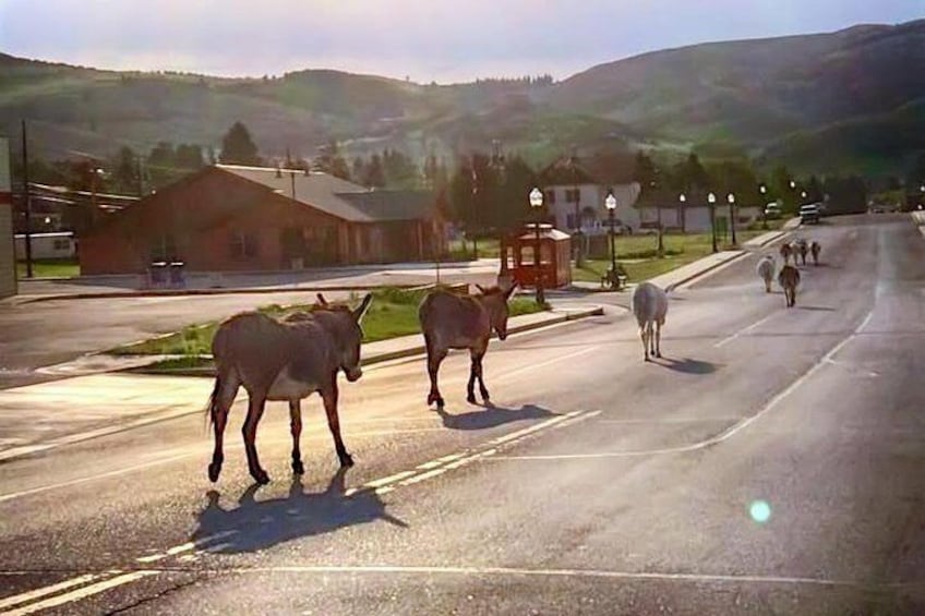 Cripple Creek Donkeys