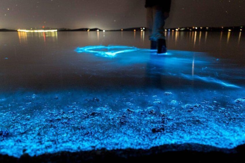 Sunset tour w/Bioluminescence