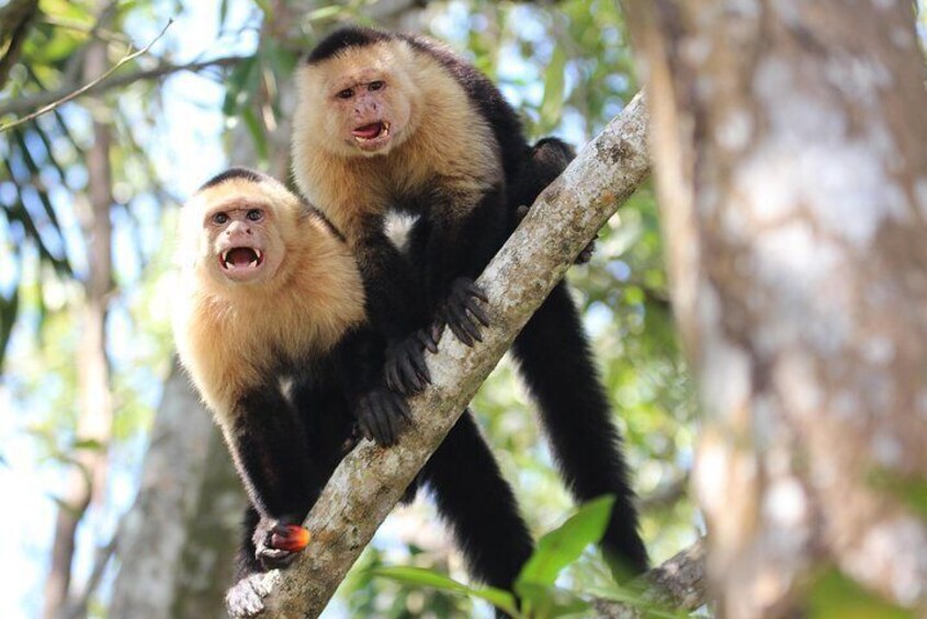 White Faced Monkeys Damas Island Kayaking Tour