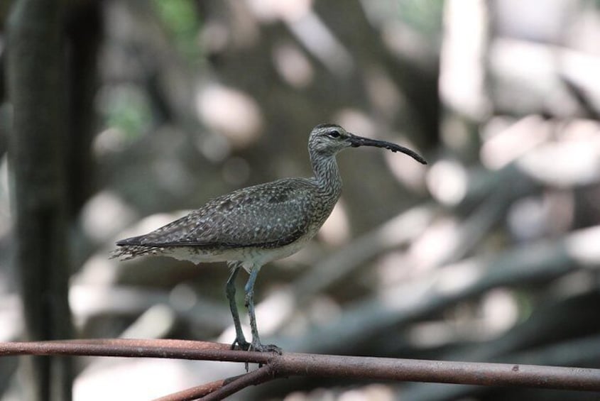 Whimbrel Damas Island Kayaking Tour