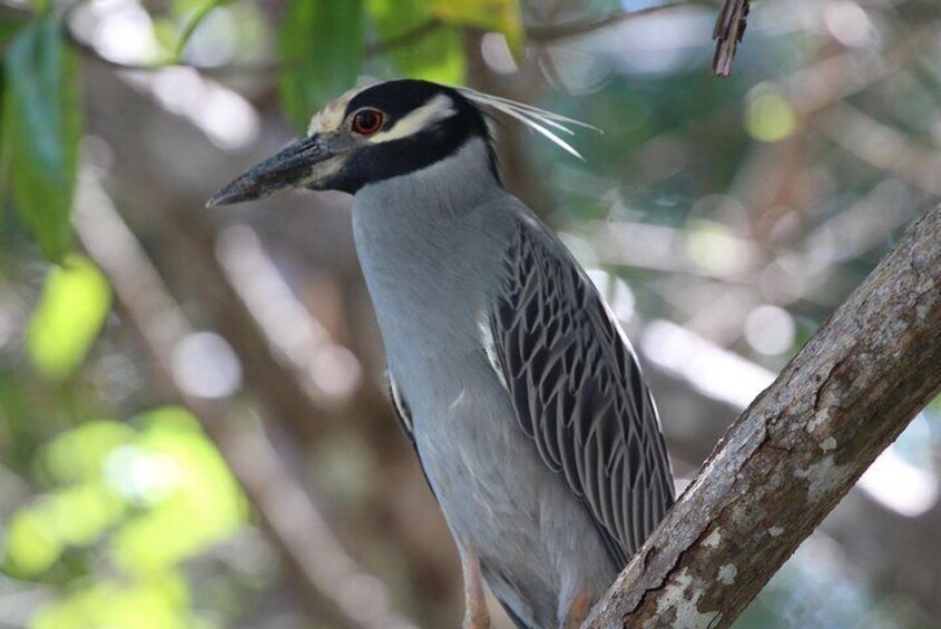 Yellow-Crowned Night Heron Damas Island Kayaking Tour