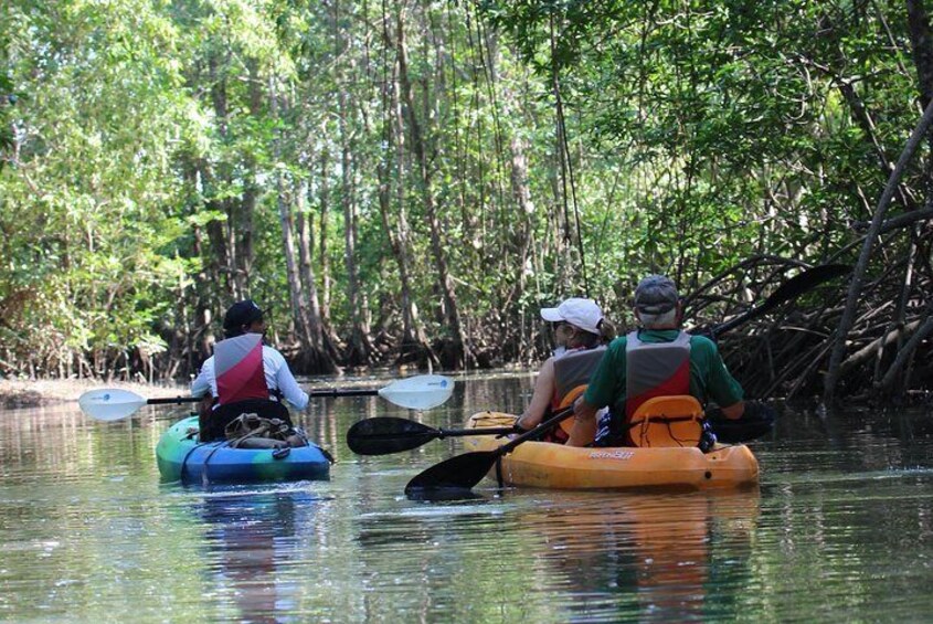 Damas Island Kayaking Tour