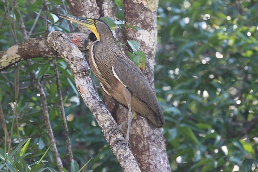 Bare Throated Tiger Heron Damas Island Kayaking Tour